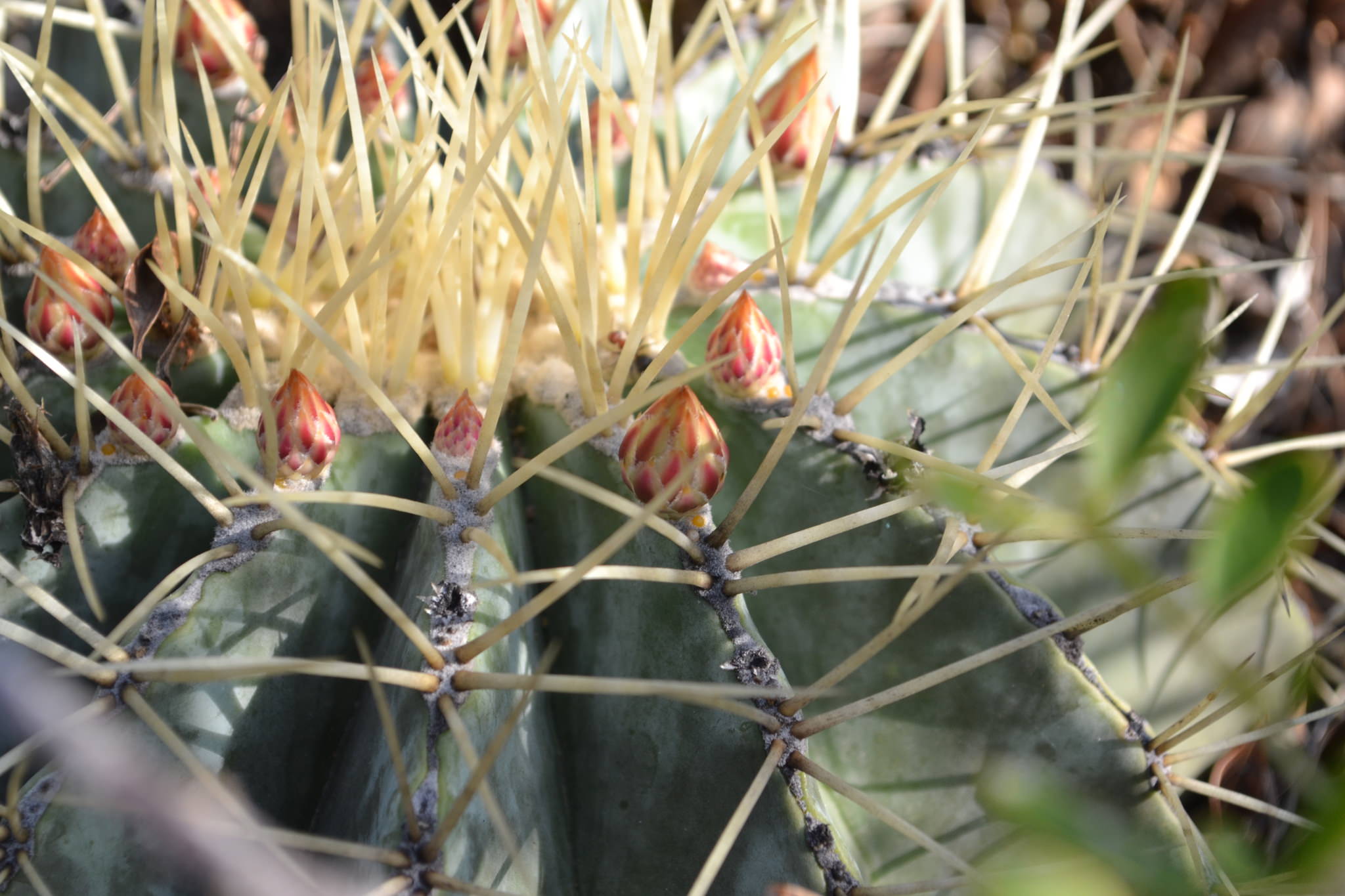 Ferocactus glaucescens